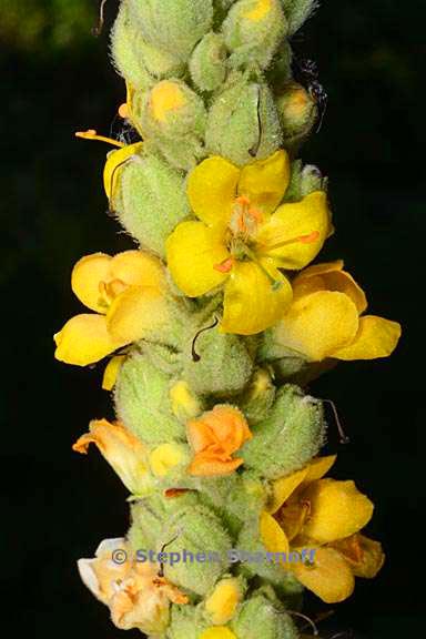 verbascum thapsus 4 graphic